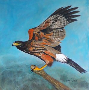 Harris Hawk Painting for Sale